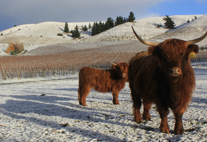Limited Allocations of Iconic NZ Pinot Noir Available Now...