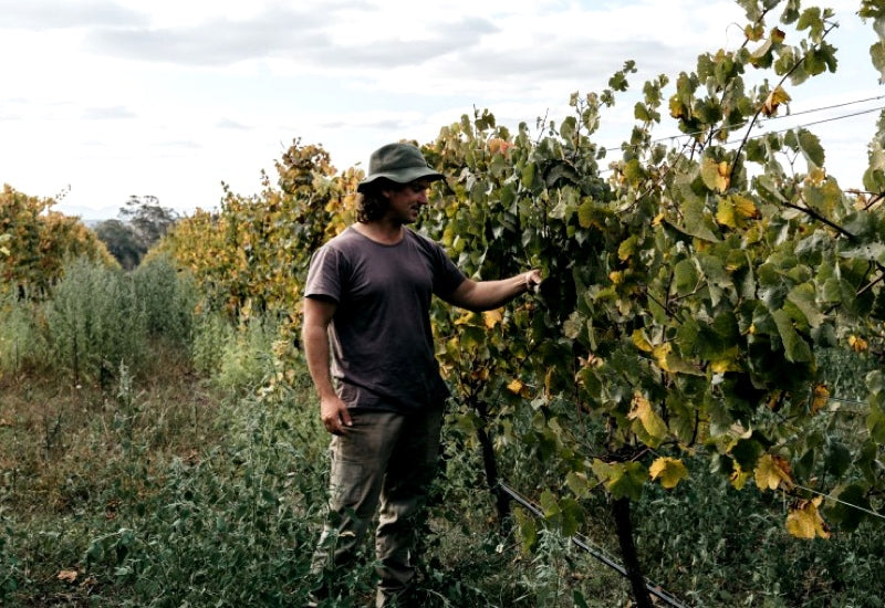 Express Winemakers: Great Value From Great Southern