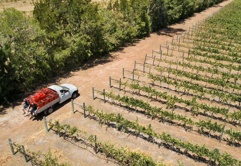 Faber Vineyard: One of the Great Hidden Gems of WA