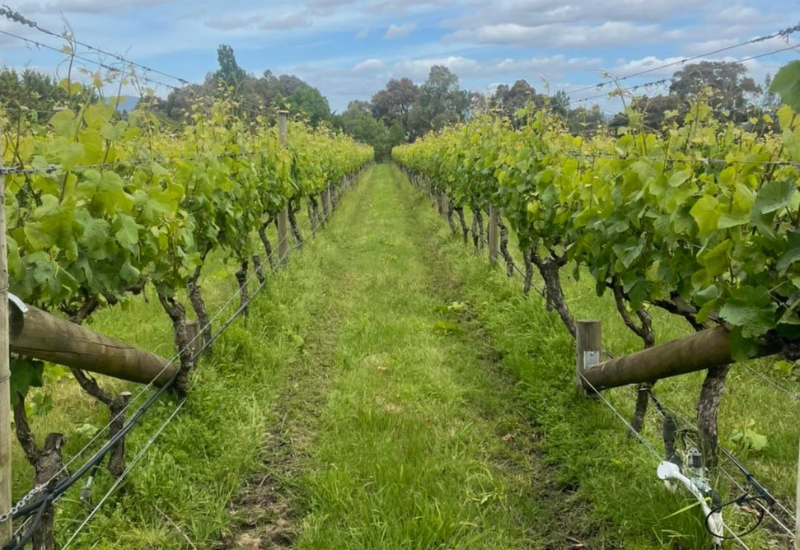 95pt Yarra Chardonnay & Pinot Noir from an Awesome Family-Run Label in the Yarra!