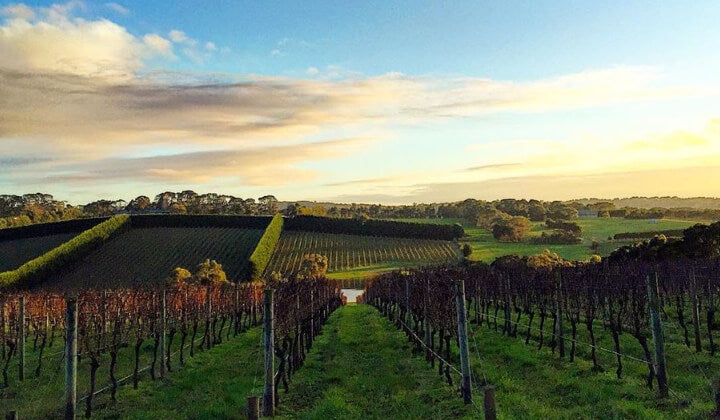 2017 Victoria Vintage Report