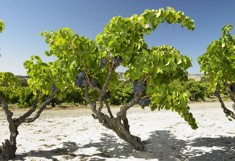 Australian Grenache: The Comeback Kid