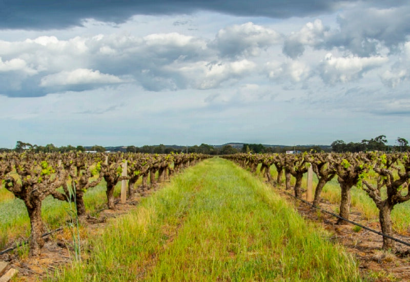 Artisans of Barossa 2018 Grenache Project