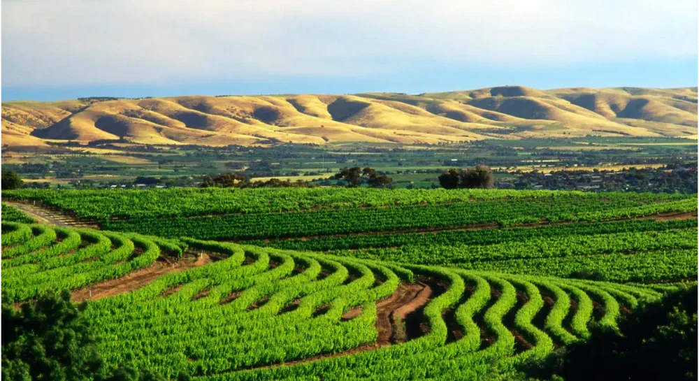 A Different Cellar Door Guide: McLaren Vale