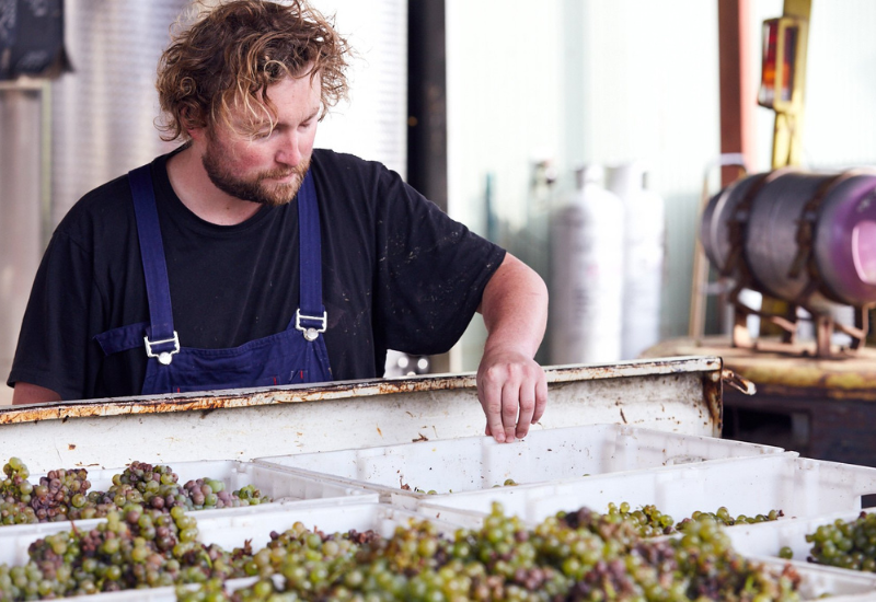 Extremely Limited Chardonnays of "Riveting Intensity"...