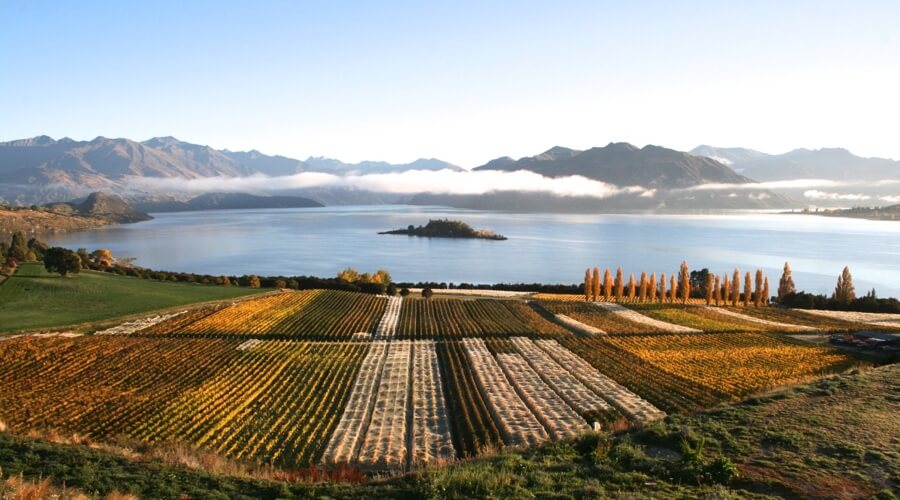 Rippon Vineyard: A Jewel of Central Otago