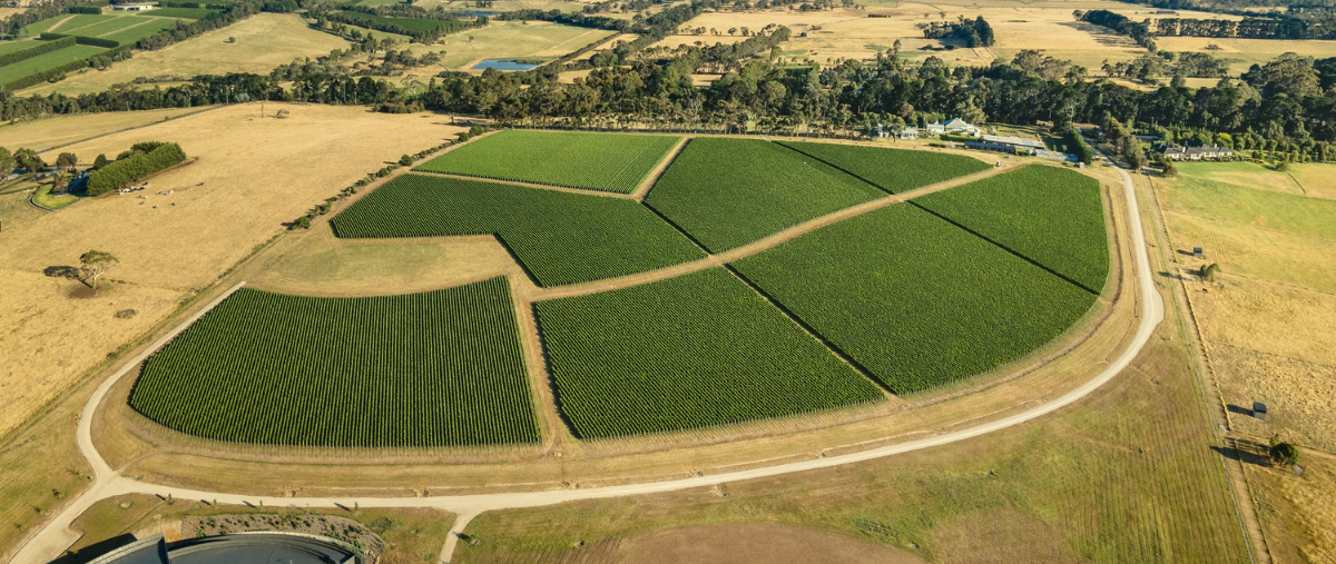 Elanto Vineyard