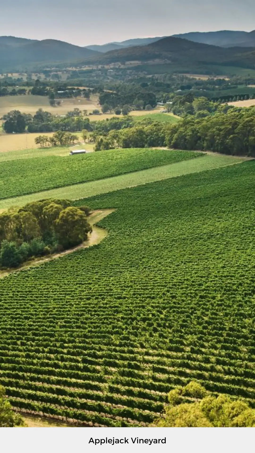 2024 Giant Steps Applejack Vineyard Pinot Noir