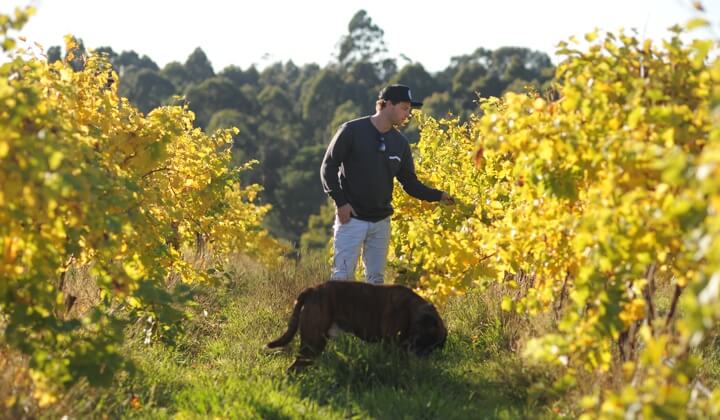 The Loveable Wines of an Adelaide Hills Golden Child