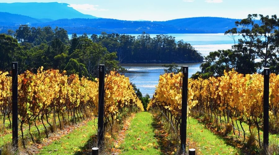 Mewstone Wines: One Of The Best New Wineries Coming Out Of Tasmania