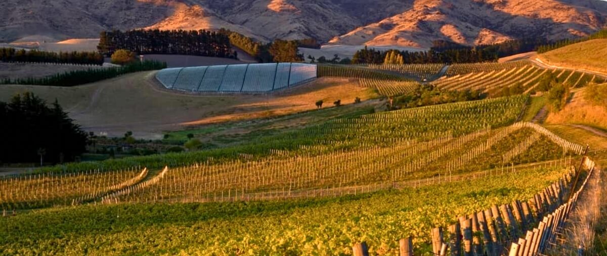 Pyramid Valley Vineyards